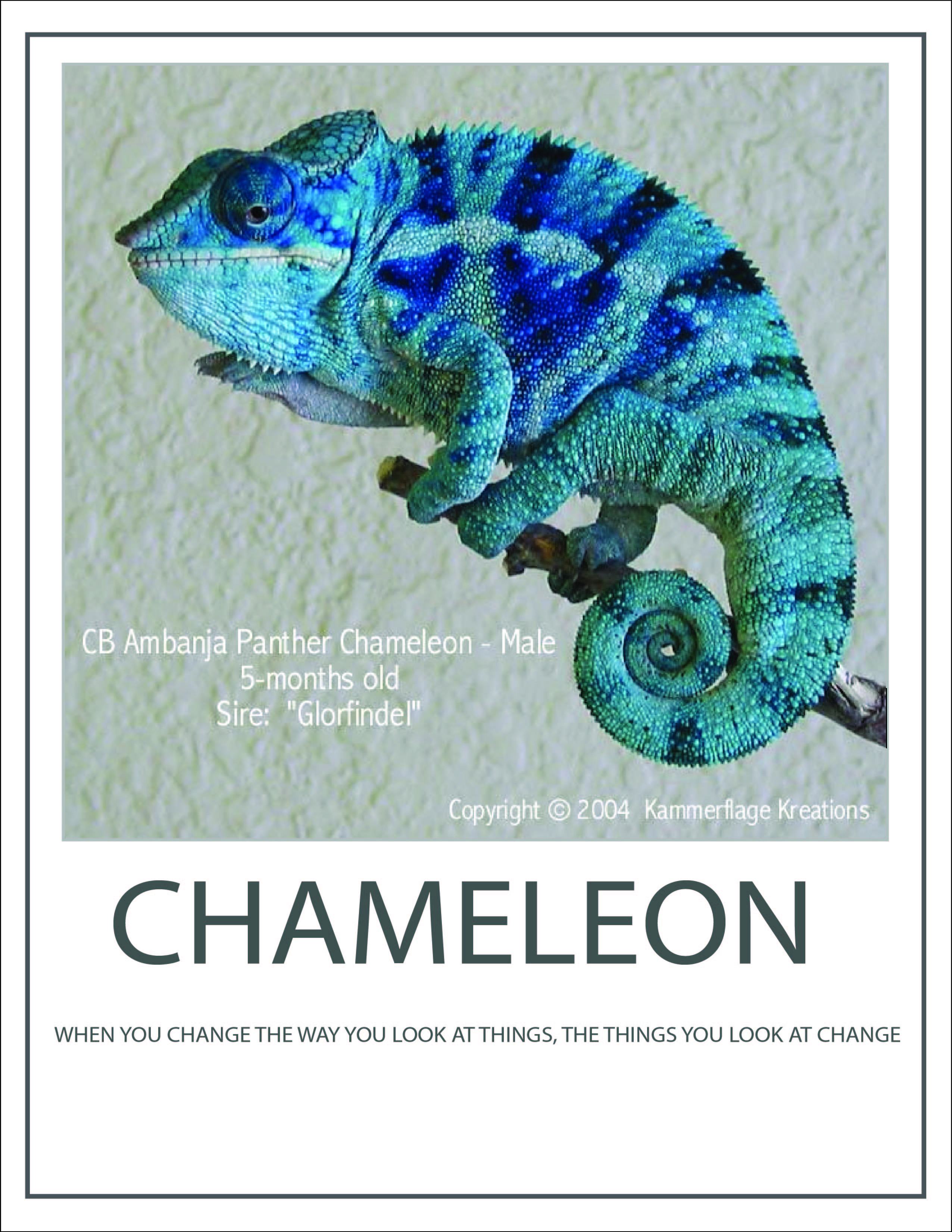 finish chameleon